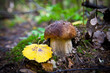 mushroom