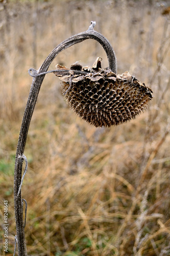 Photo: Vertrocknet, h. Vertrocknet, h.
