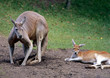 Känguru_112187