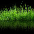 Foto: grass grass