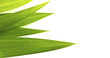 Green leaf texture
