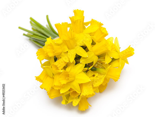 Photo: narcissus flowers isolated on white background narcissus flowers isolated on white background