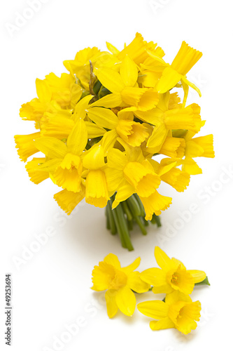 Photo: narcissus flowers isolated on white background narcissus flowers isolated on white background