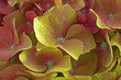 Foto: hortensienblüte hortensienblüte