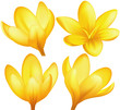 Vector yellow crocuses