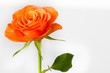 die rose