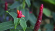 Exotic tropical flower.