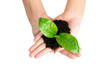 Young plant in hand Young plant in hand
