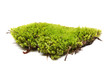 Green moss