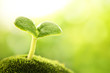 Young sprout closeup