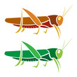 Vector image of an grasshopper on white background