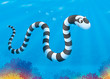 Sea snake swimming over a coral reef