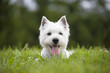West Highland White Terrier puppy