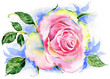 Watercolor rose flower