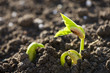 seedling of bean