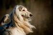 afghan dog
