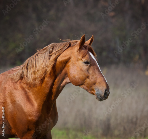 Photo: horse closeup horse closeup