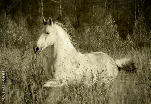 Photo: horse in forest horse in forest