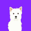West Highland White Terrier