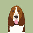 Basset Hound