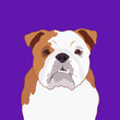 Bulldog