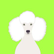 Poodle