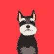 Schnauzer