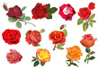 eleven orange nad red isolated roses