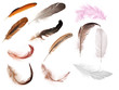 set of twelve isolated feathers