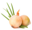 Onion vegetable