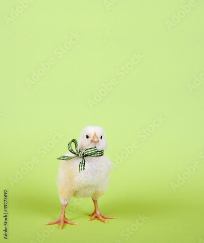 Photo: Küken mit Schleife Küken mit Schleife