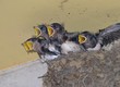 ツバメの雛