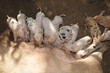 Sucking piglets