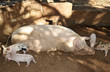 Rural pig