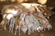 Funny piglets