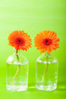 Zwei Gerbera in der Flasch