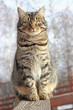 cat on a fence
