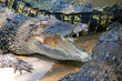 Australian Crocodile