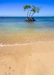 Tree in the Ocean