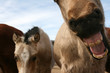 Funny Face Foal