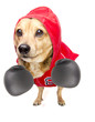 fighter dog
