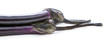 Eggplant