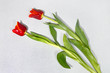 Funeral tulips on light granite plate