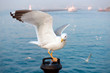Photo: Seagull sitting with wings up in front of blue sea Seagull sitting with wings up in front of blue sea