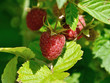 raspberry on a cane in sunlight