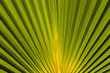 Palme