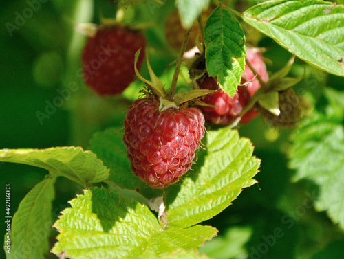 Photo: raspberry on a cane in sunlight raspberry on a cane in sunlight