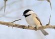 Black-capped Chickadee