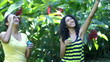 Young women blowing soap bubbles.