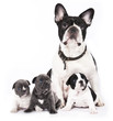 French bulldogs, puppy and dog mom.